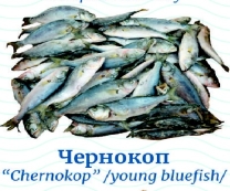 Морски риболов Чернокоп /замразен/ ~ 1 кг/пакет